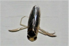 Corisella