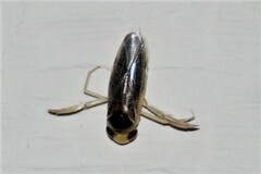 Corisella