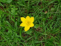Zephyranthes citrina