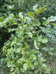 Quercus × leana