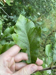 Quercus × leana