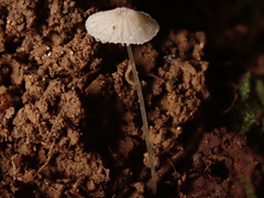Mycena stylobates