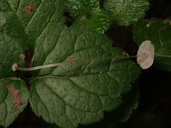 Mycena stylobates