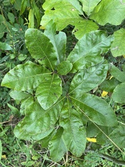 Quercus × leana