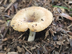 Russula amerorecondita