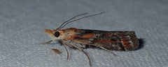 Ancylosis cinnamomella