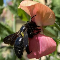 Xylocopa violacea