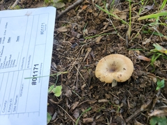Russula amerorecondita