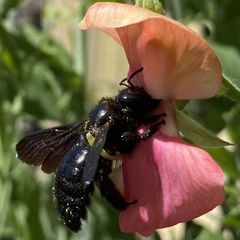 Xylocopa violacea