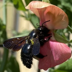 Xylocopa violacea