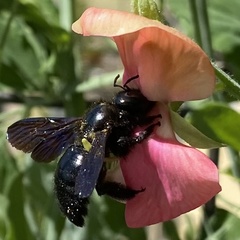 Xylocopa violacea