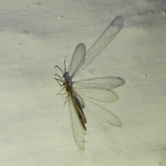 Neuroleon arenarius
