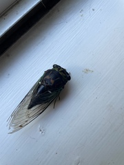 Neotibicen tibicen australis