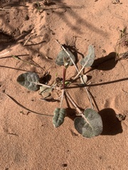Eriogonum zionis