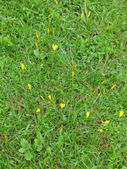 Zephyranthes citrina