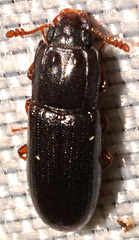 Aulonium parallelopipedum