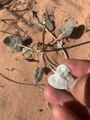 Eriogonum zionis