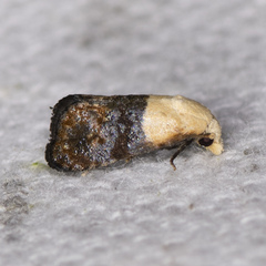 Eugnosta erigeronana