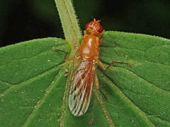 Psila fimetaria
