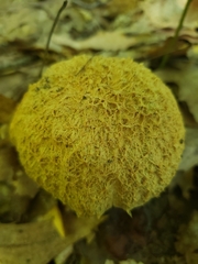 Gyroporus cyanescens