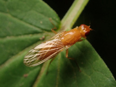 Psila fimetaria