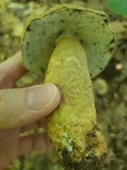 Gyroporus cyanescens