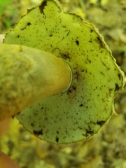 Gyroporus cyanescens