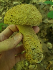 Gyroporus cyanescens
