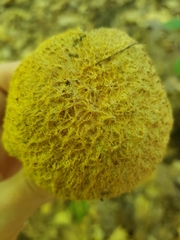 Gyroporus cyanescens