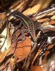 Sceloporus teapensis