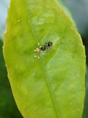 Lasius