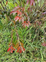 Calycolpus moritzianus