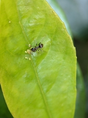 Lasius
