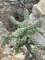 Cylindropuntia cholla