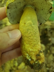 Gyroporus cyanescens