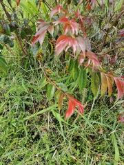 Calycolpus moritzianus