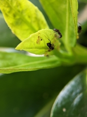 Lasius