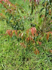 Calycolpus moritzianus