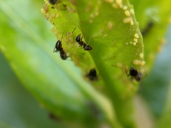 Lasius