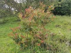 Calycolpus moritzianus