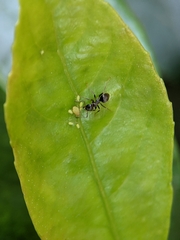 Lasius