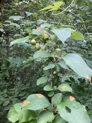 Malus dasyphylla