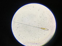 Licmophora remulus