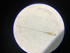Licmophora remulus