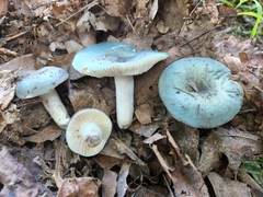 Russula redolens