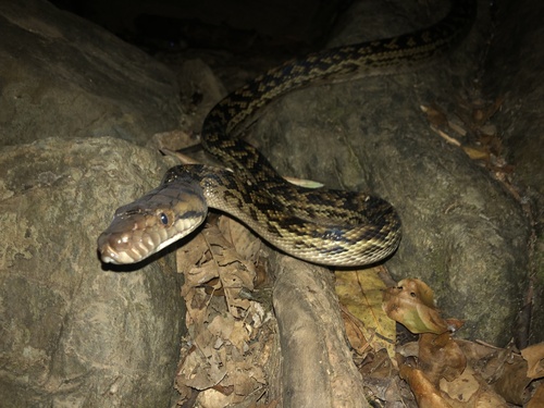 Australian Scrub Python sighting