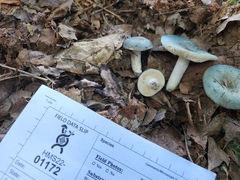 Russula redolens