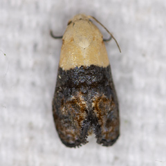 Eugnosta erigeronana
