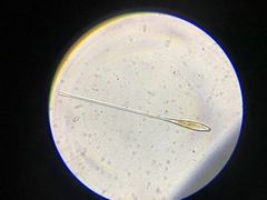 Licmophora remulus