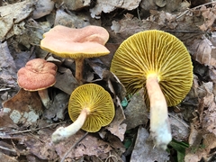 Phylloporus bellus